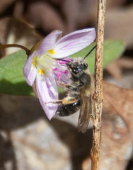 Andrena rufosignata