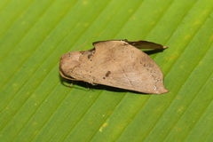 Hapigiodes frederica