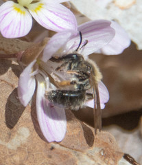 Andrena rufosignata