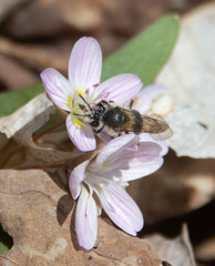 Andrena rufosignata