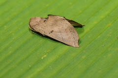 Hapigiodes frederica