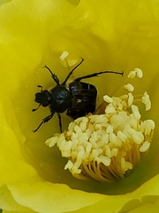 Trichiotinus piger