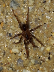 Idiopidae