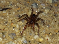 Idiopidae
