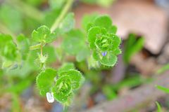 Veronica hederifolia