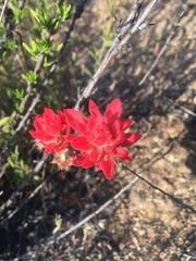 Castilleja applegatei