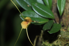 Masdevallia pteroglossa
