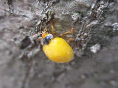 Diekeana admirabilis