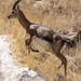 Mountain Gazelle - Photo (c) Christian Widmann, some rights reserved (CC BY-NC), uploaded by Christian Widmann