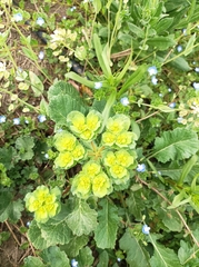 Euphorbia helioscopia