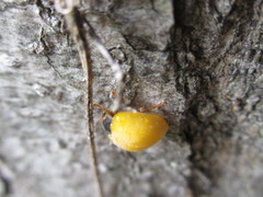 Diekeana admirabilis