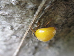 Diekeana admirabilis