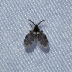 Lepiseodina conspicua