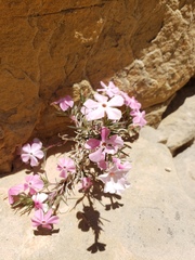 Phlox austromontana