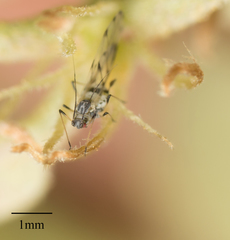 Eucarazzia elegans