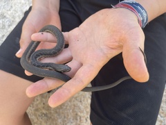 Thamnophis validus celaeno