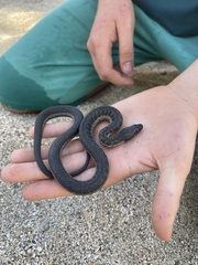 Thamnophis validus celaeno