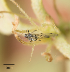 Eucarazzia elegans
