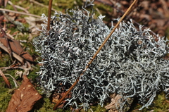 Pseudevernia consocians