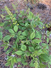 Baptisia cinerea