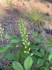 Baptisia cinerea