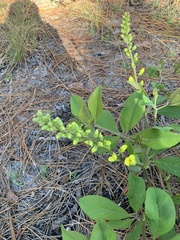 Baptisia cinerea