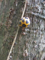 Diekeana admirabilis