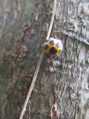 Diekeana admirabilis