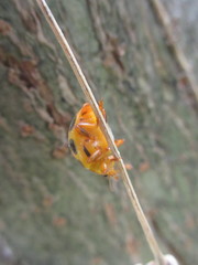 Diekeana admirabilis