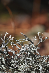 Pseudevernia consocians