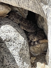 Crotalus mitchellii
