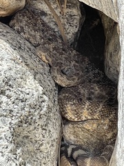 Crotalus mitchellii
