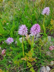 Orchis italica