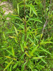 Nuxia oppositifolia