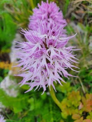 Orchis italica