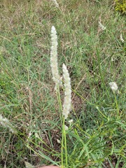 Cyphocarpa angustifolia