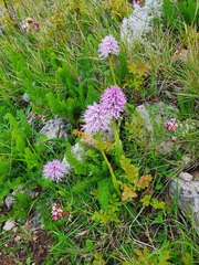 Orchis italica