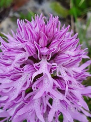 Orchis italica