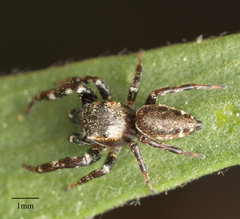 Metaphidippus