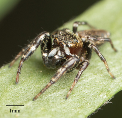 Metaphidippus