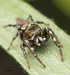 Metaphidippus