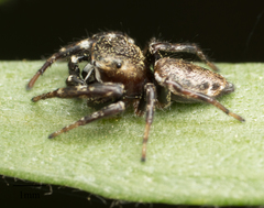 Metaphidippus