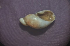 Succinella oblonga