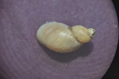 Succinella oblonga