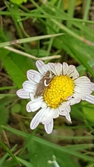 Grapholita lunulana