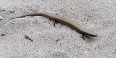 Chalcides bedriagai