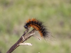 Arctia aulica