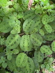 Maranta