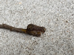 Spodoptera dolichos