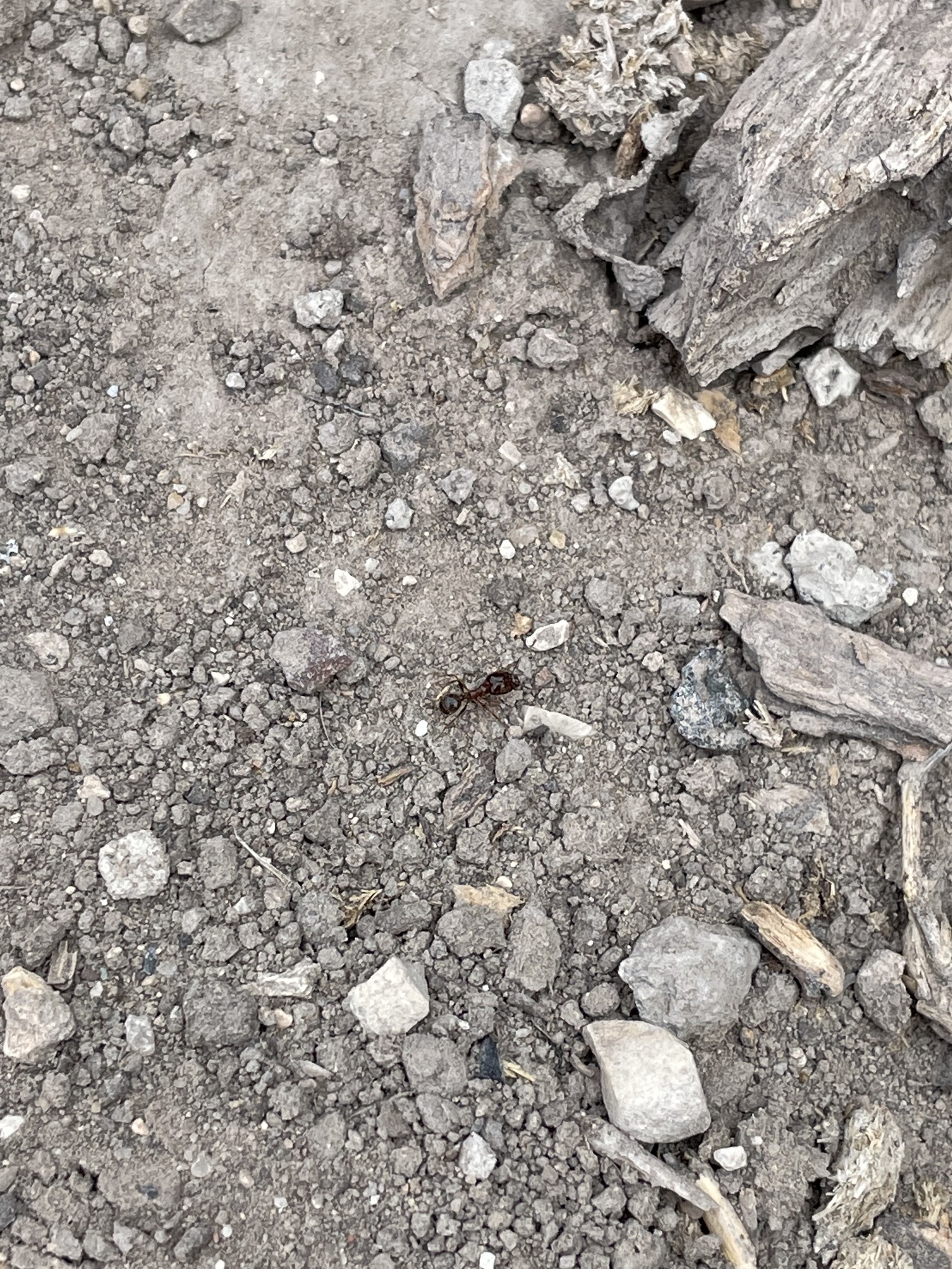 Pheidole sitiens